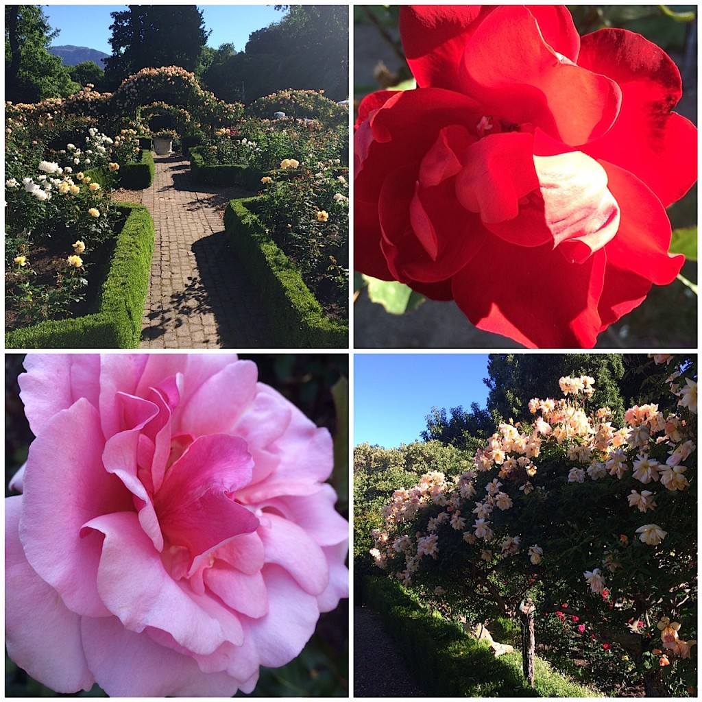 roses