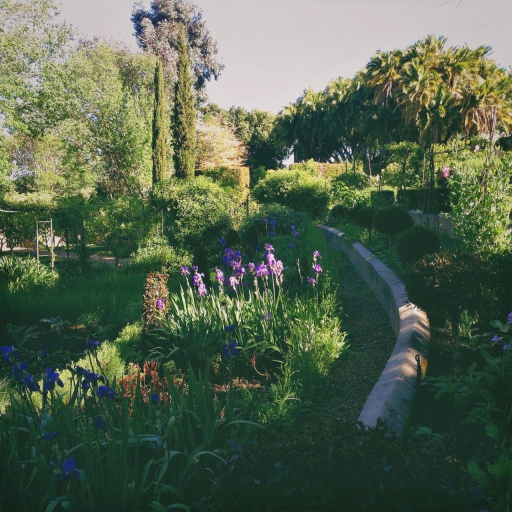 veg & herb garden