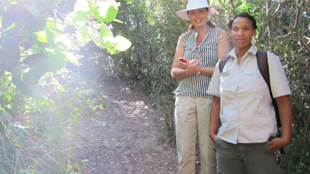Grootbos Milkwood forest