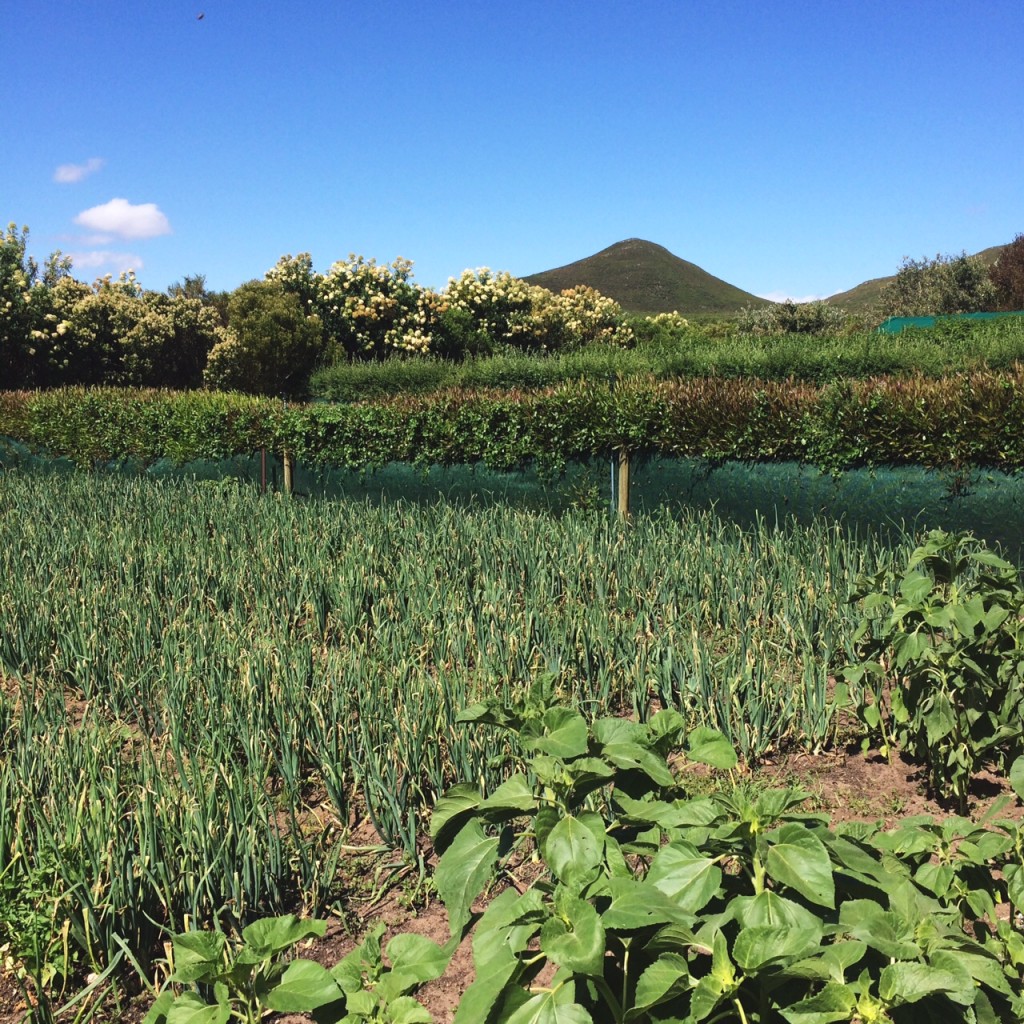 GB veg garden 1