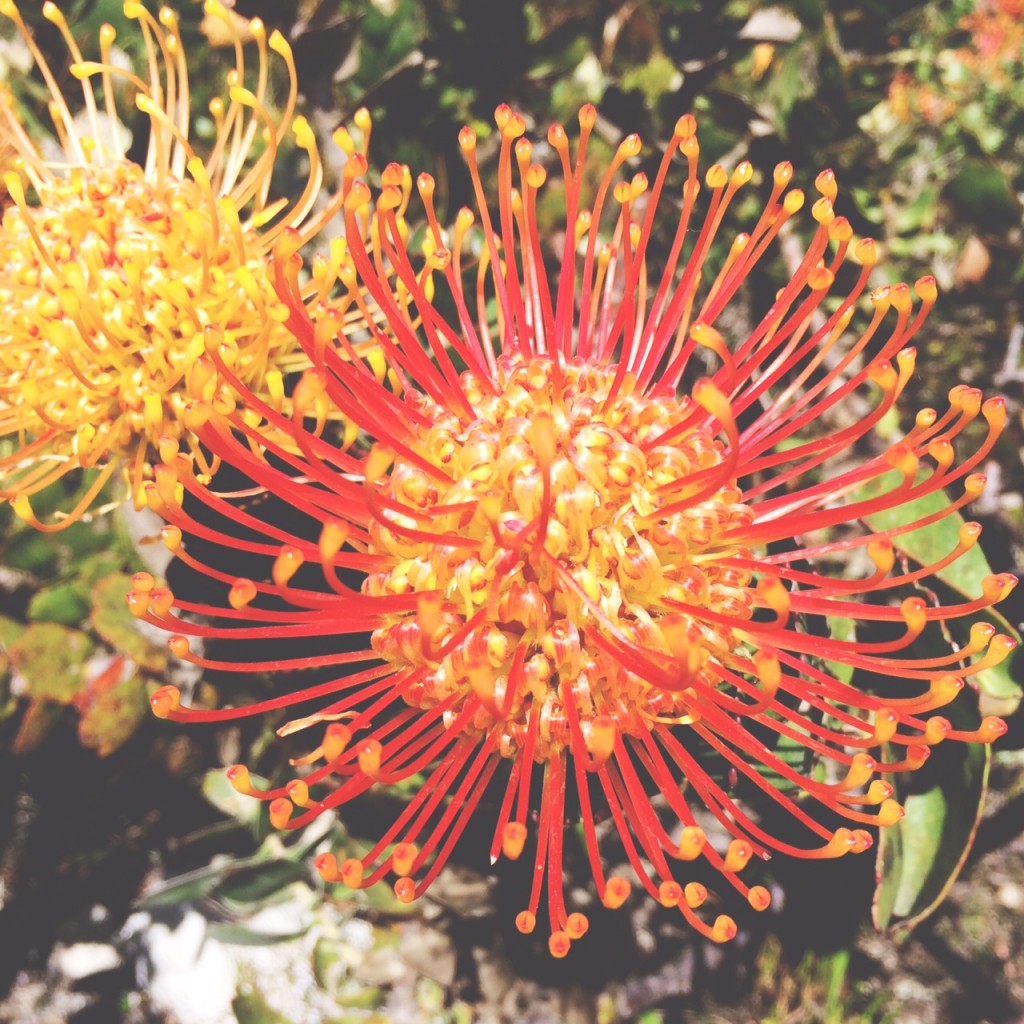 pincushions