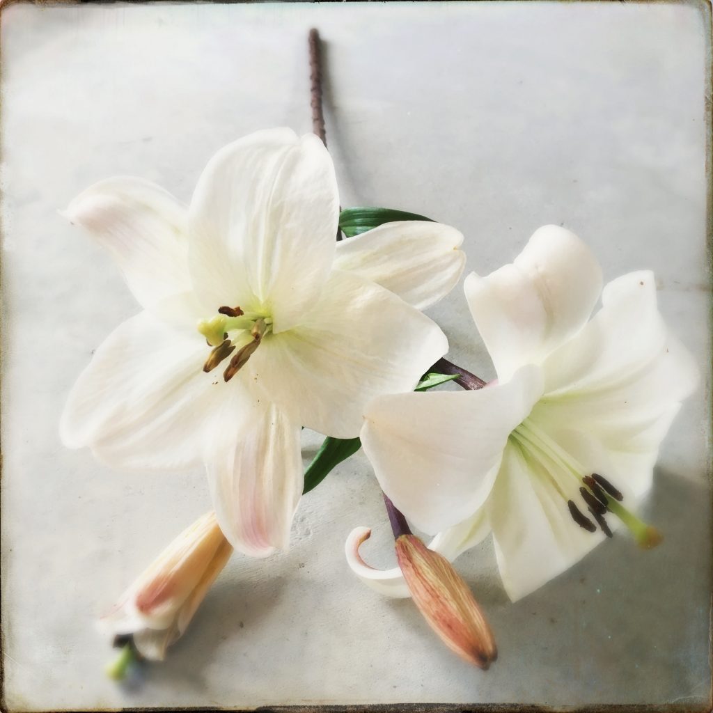 Lilies
