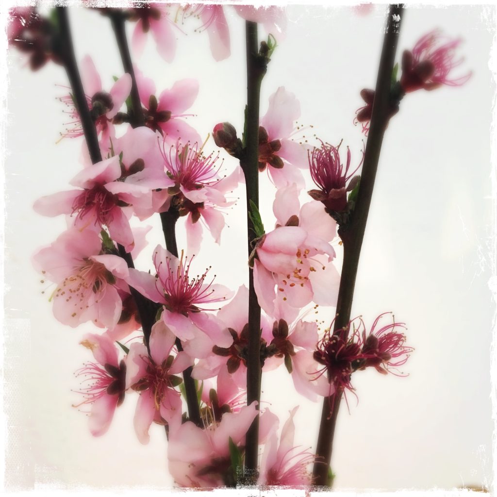 blossoms