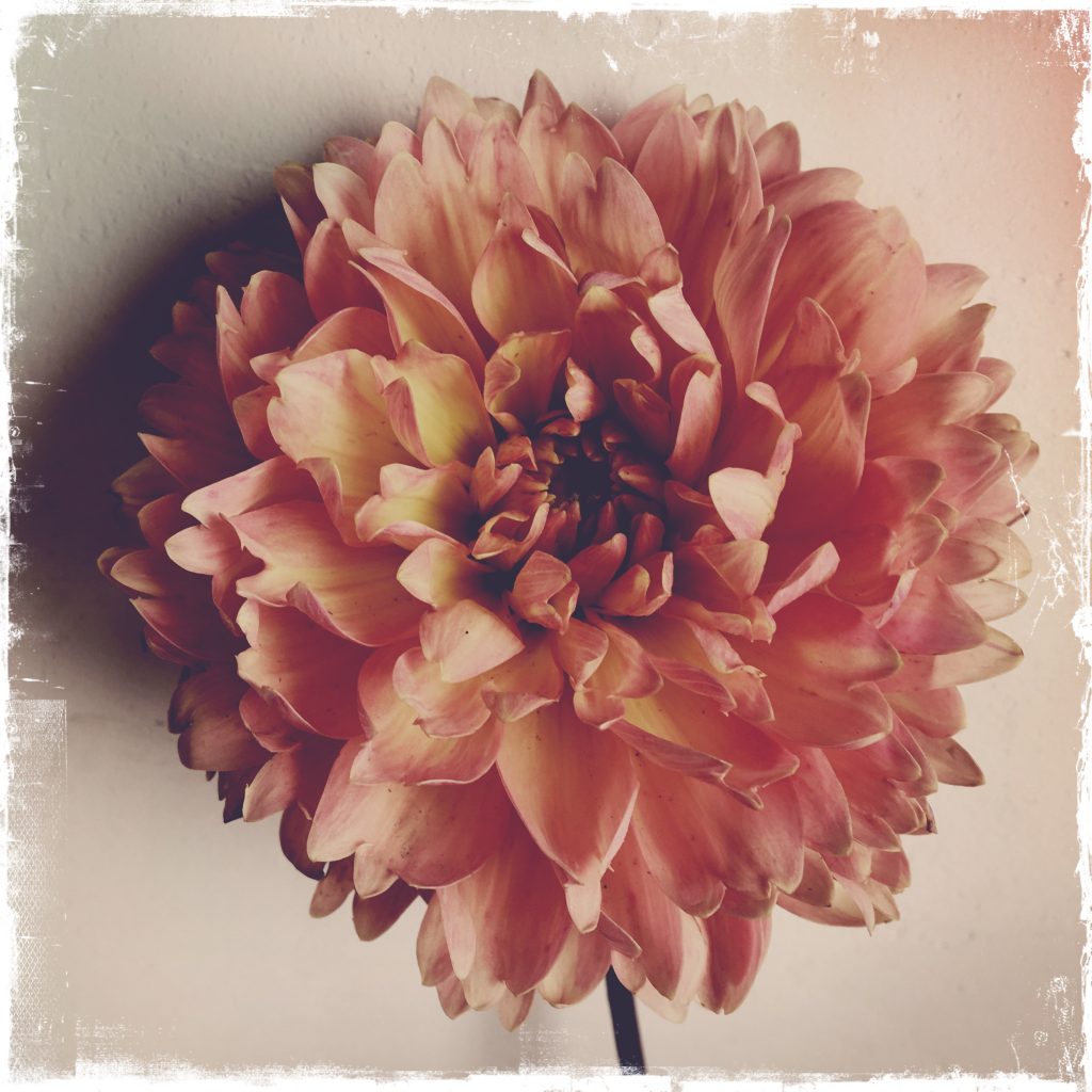 orange dhalia 1